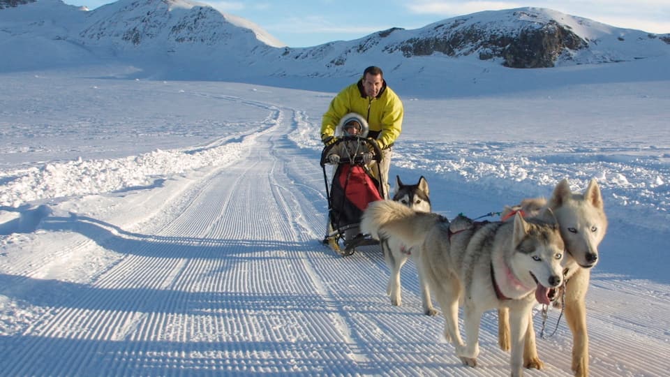 Estación de esquí Crans-Montana mostrando nieve, animales domésticos y trineos de perros