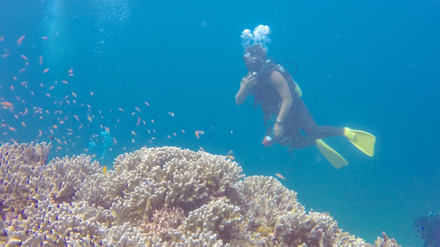 Ishigaki toont scuba, kleurrijke riffen en zeedieren