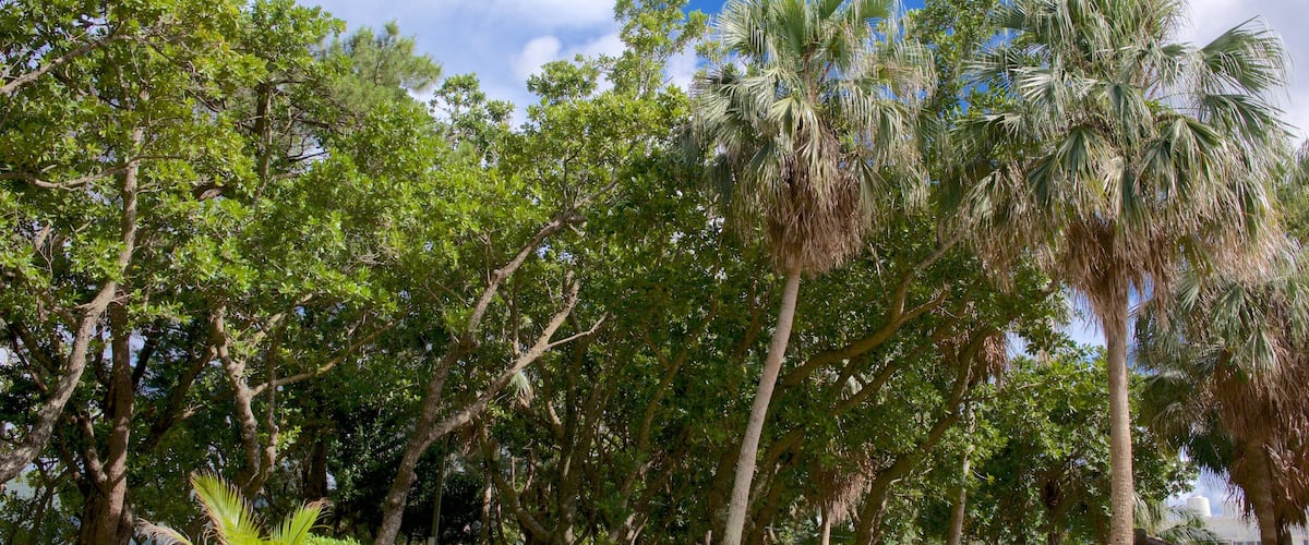 Kabira Park which includes a garden