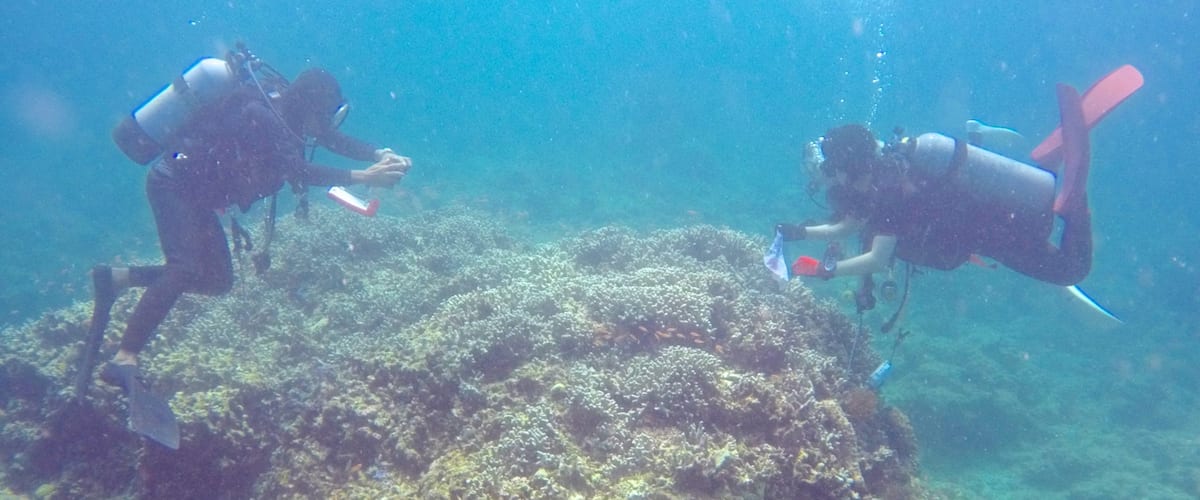 Ishigaki showing scuba and colourful reefs