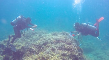 Ishigaki que incluye buceo y coral