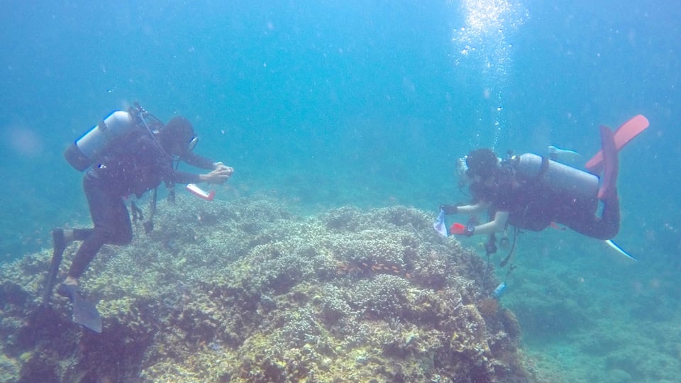 Ishigaki montrant récifs colorés et plongée sous-marine