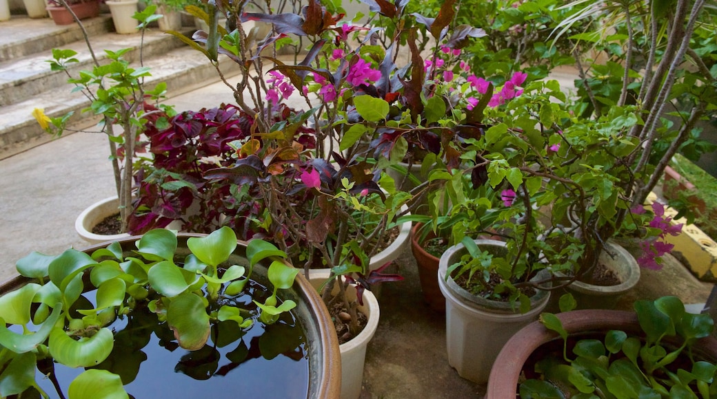 Musée de la poterie Tsuboya mettant en vedette fleurs