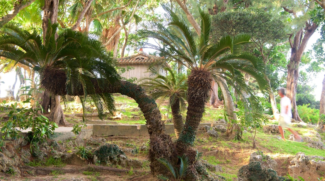 Kabira Park showing a park as well as an individual male