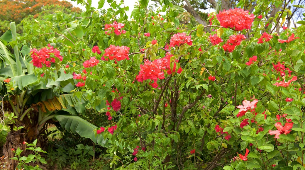 Grotte de calcaire de l\'île Ishigaki montrant fleurs et parc