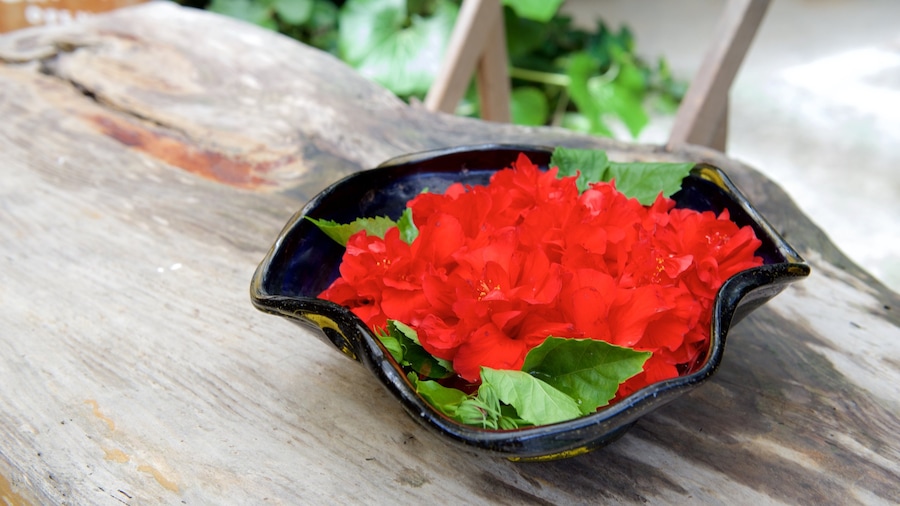 Okinawa toont bloemen