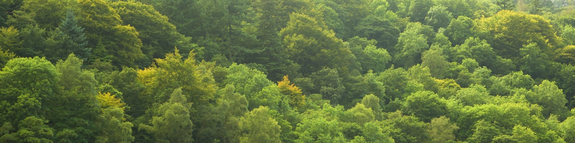 Grasmere das einen Waldmotive und Kajak- oder Kanufahren