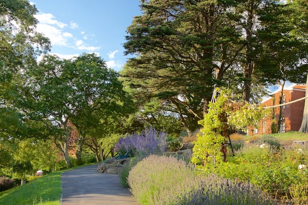 Whitby showing a garden