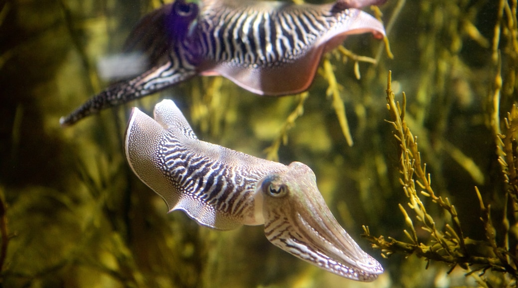 Blue Reef Aquarium showing marine life