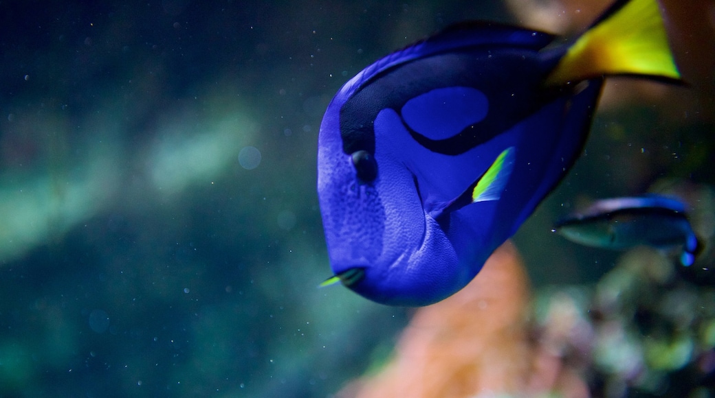 深藍水族館 呈现出 海洋動物