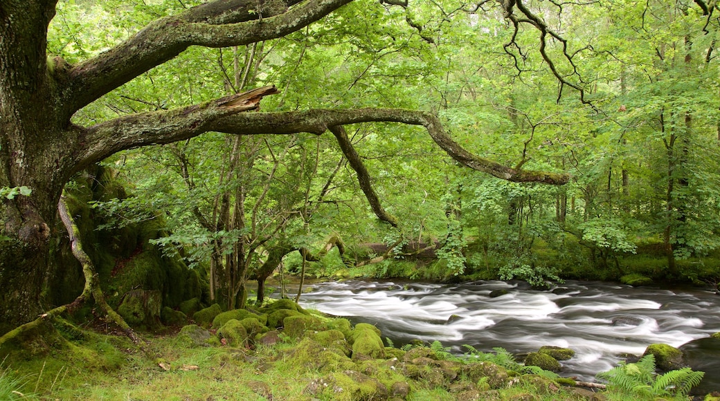 Lake District National Park which includes rainforest and a river or creek