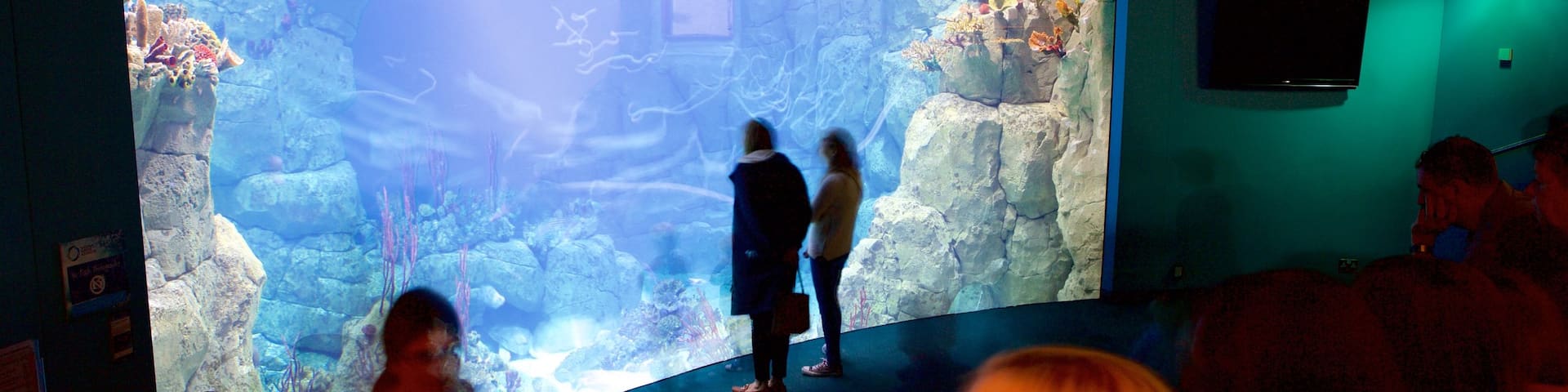 National Marine Aquarium featuring interior views and marine life