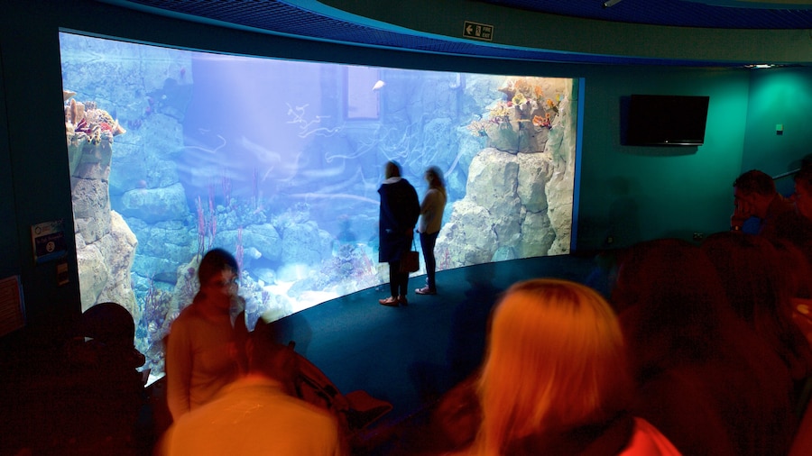 National Marine Aquarium das einen Innenansichten und Meeresbewohner