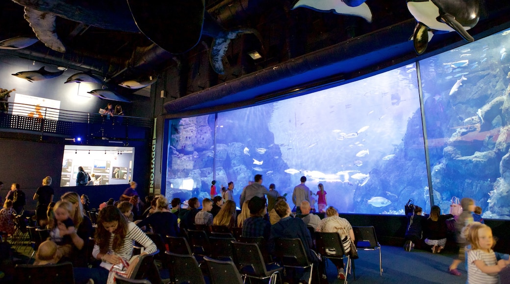 National Marine Aquarium showing marine life as well as a large group of people