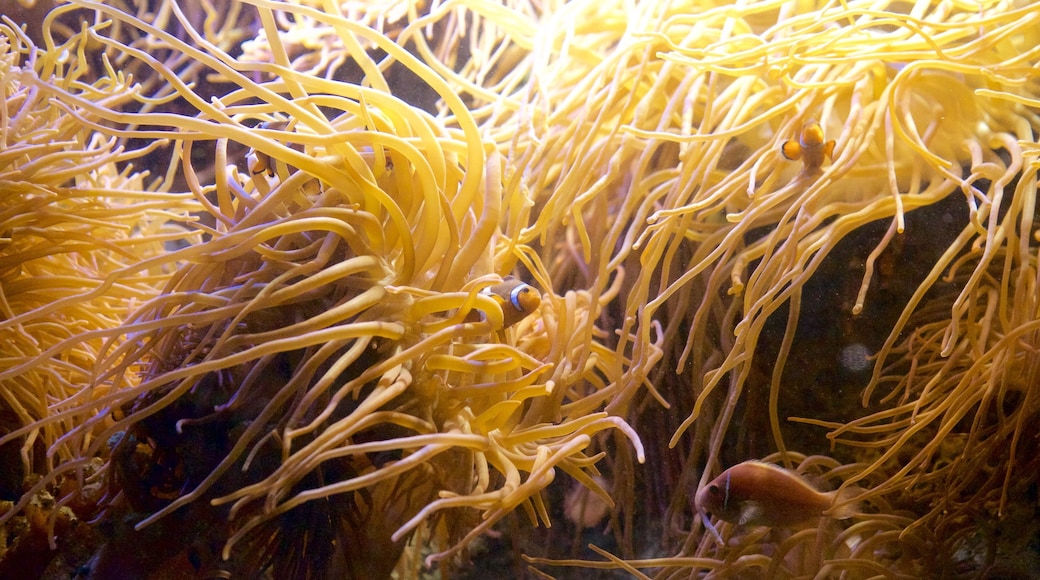 National Marine Aquarium showing colourful reefs and marine life