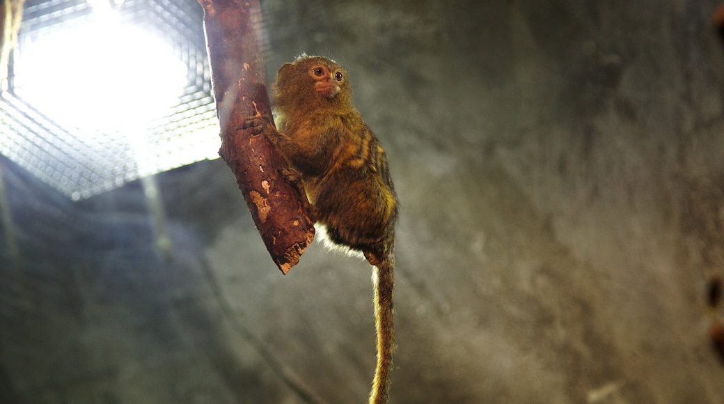 湖濱 其中包括 海洋生物 和 動物