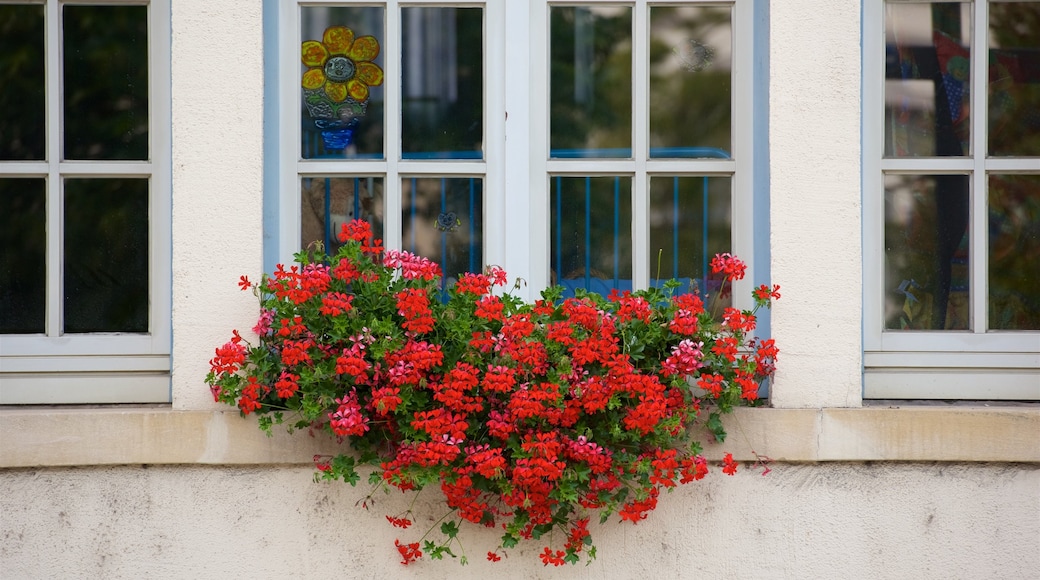 Luxembourg featuring flowers