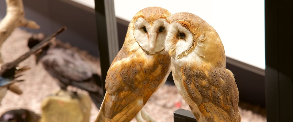 National Museum of Natural History