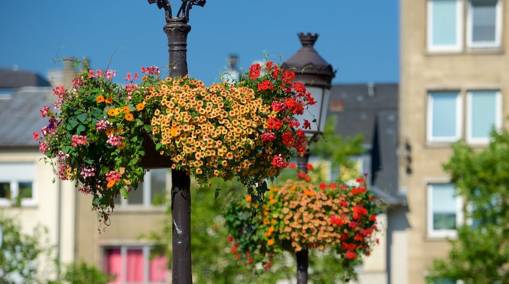 Luxembourg showing flowers