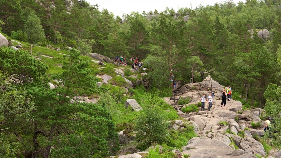 Preikestolen bevat een park, bos en hiken of wandelen