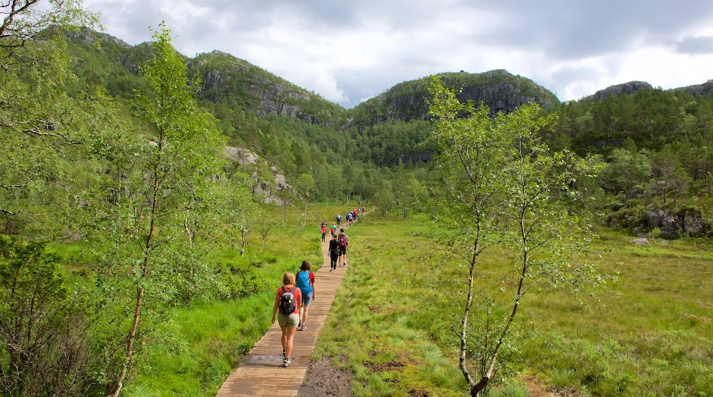 Preikestolen showing hiking or walking and forest scenes