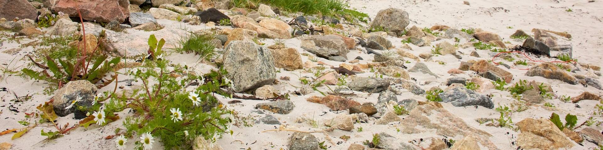 Bleik Beach showing a coastal town and a beach