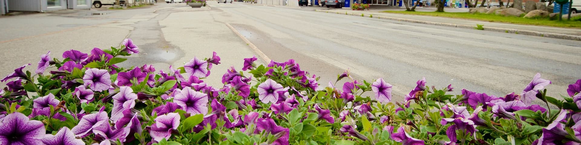 Leknes ofreciendo flores y una pequeña ciudad o pueblo
