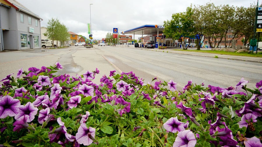 Leknes showing flowers and a small town or village