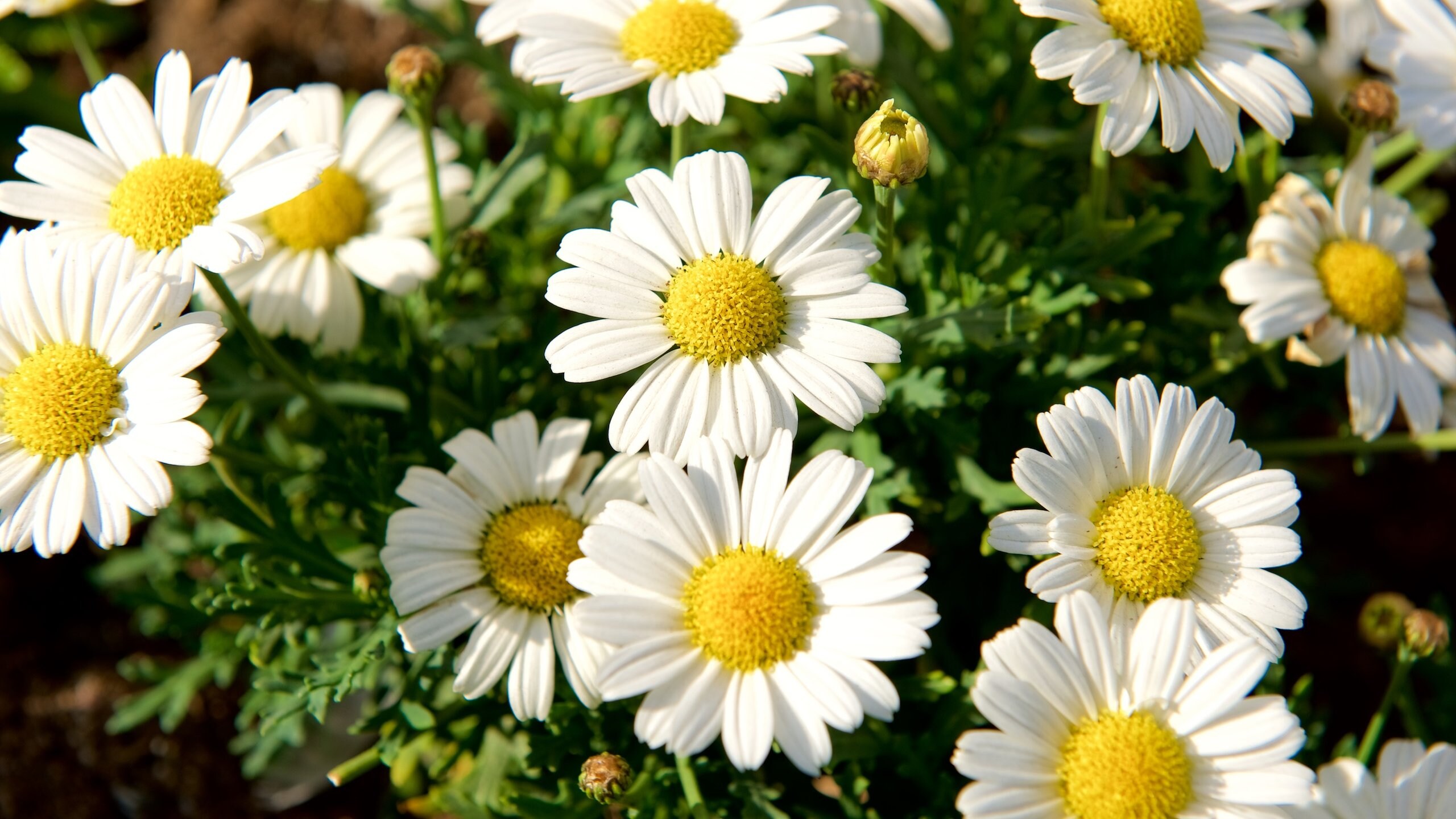 Tromso showing flowers