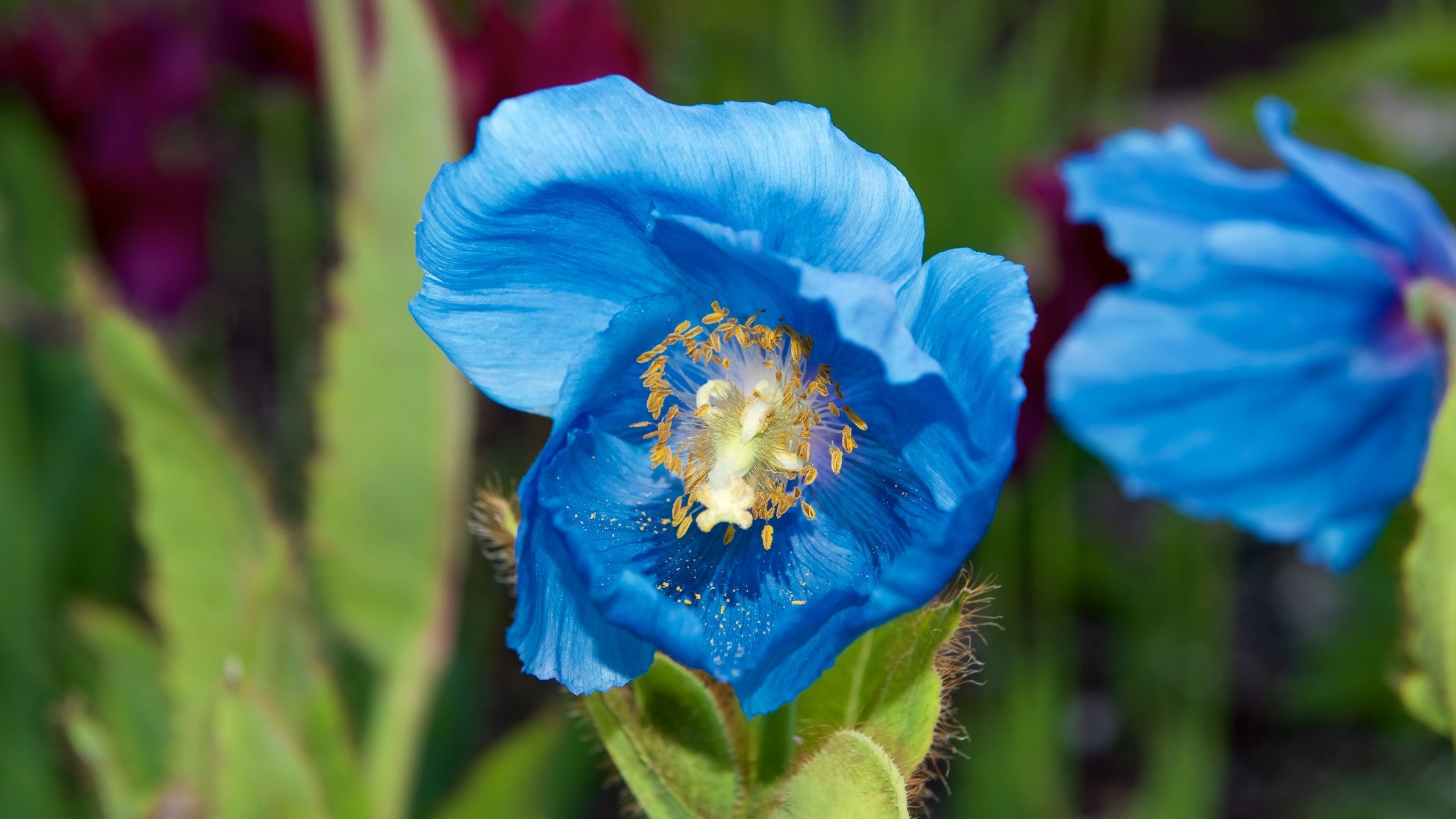 Arktischalpiner botanischer Garten in Tromsø Touren und Aktivitäten