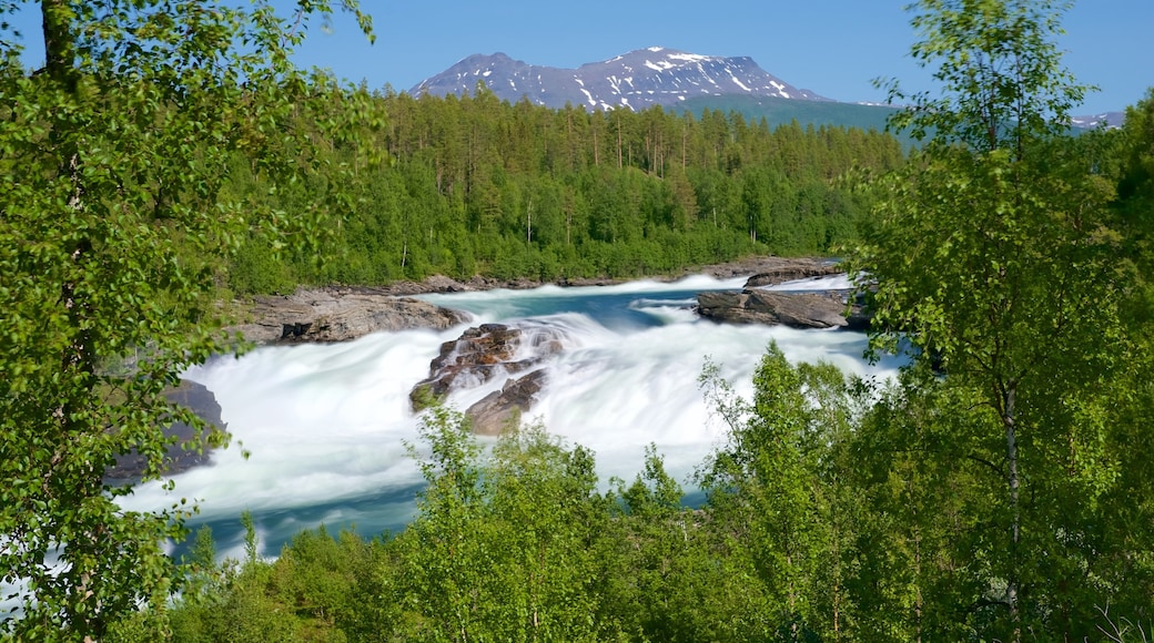 Målselvfossen som inkluderer fossestryk og skog