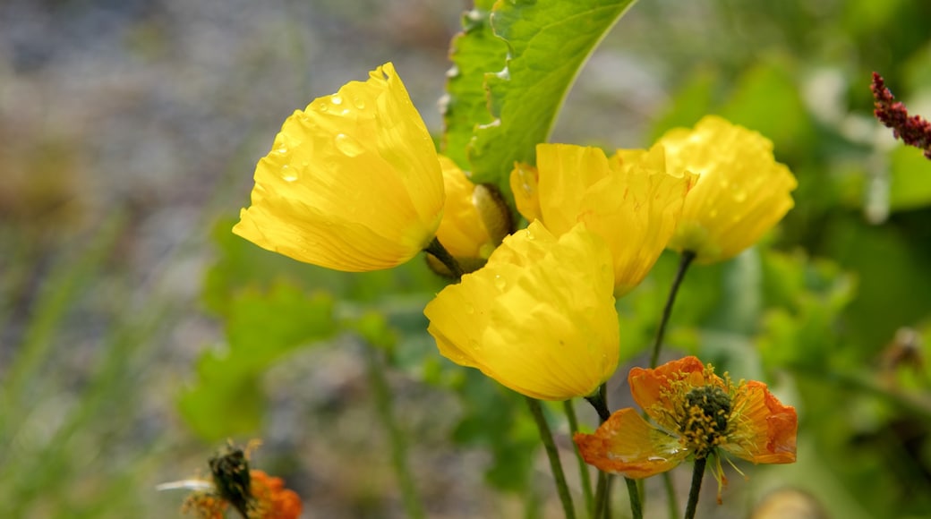 Kvalsund welches beinhaltet Blumen