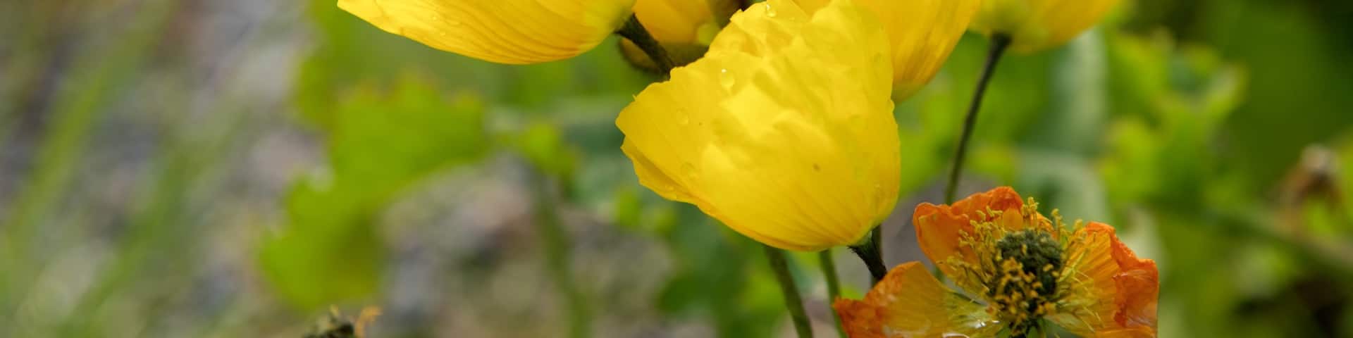 Kvalsund showing flowers