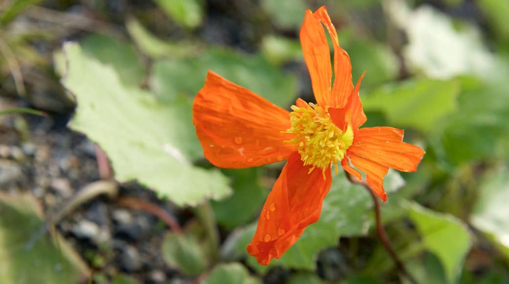 Kvalsund showing flowers