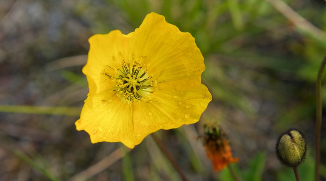 Kvalsund og byder på blomster