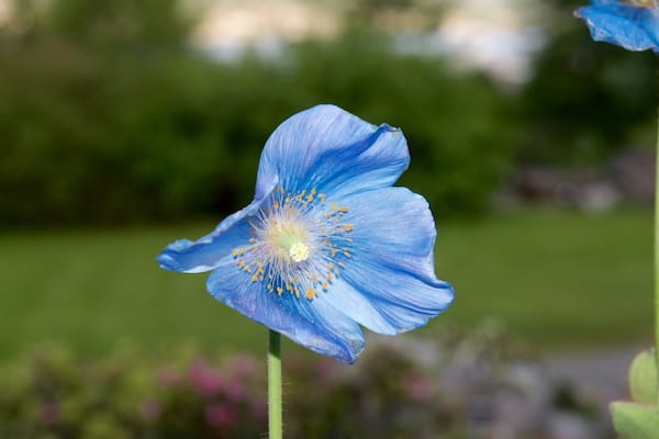 Arktisch-alpiner botanischer Garten welches beinhaltet Blumen