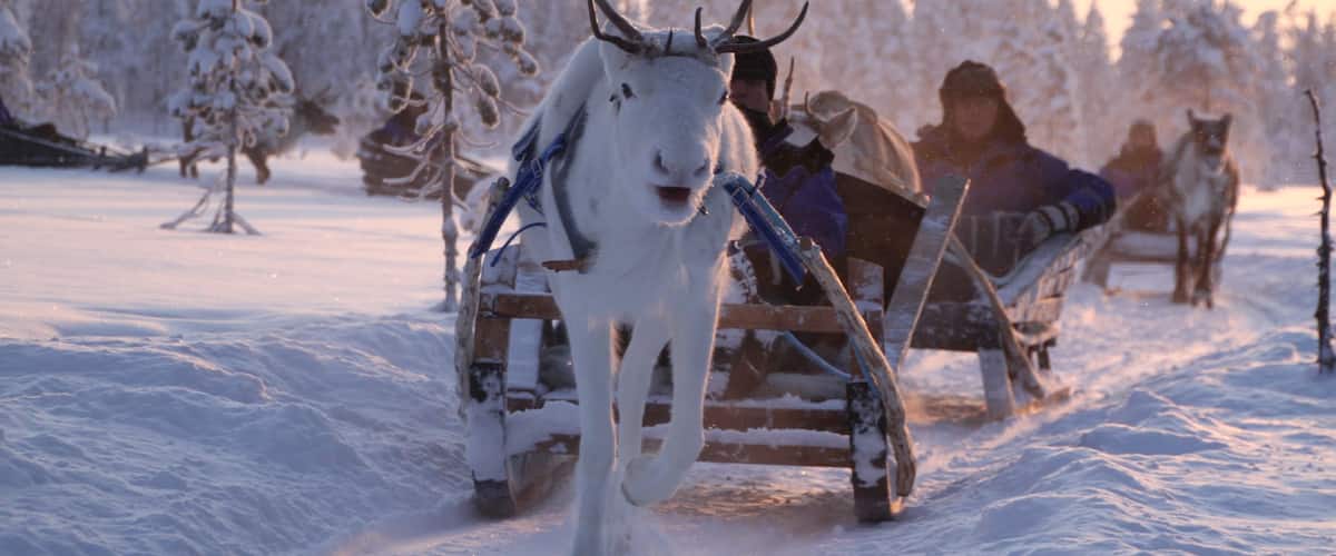 Salla mettant en vedette animaux terrestres, coucher de soleil et neige