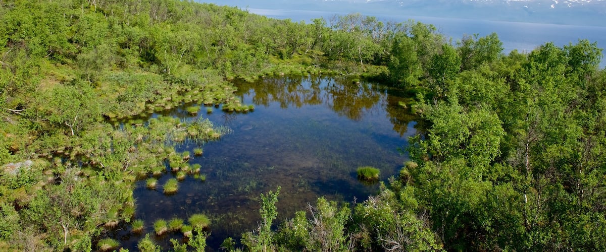Abisko which includes forest scenes and a lake or waterhole