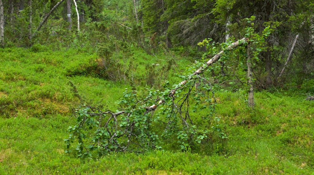 Muddus National Park showing forests