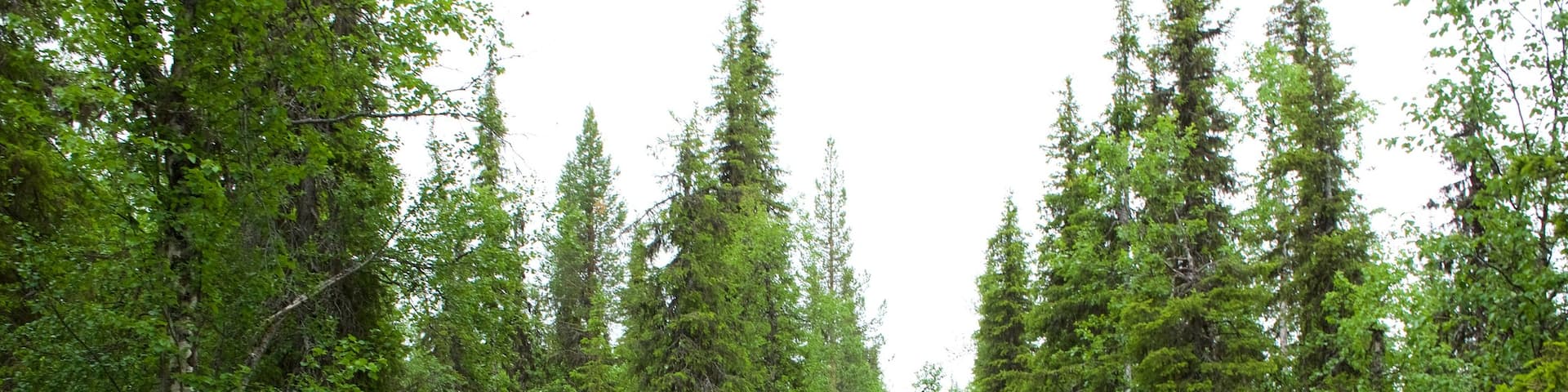 Parque nacional Muddus que incluye bosques