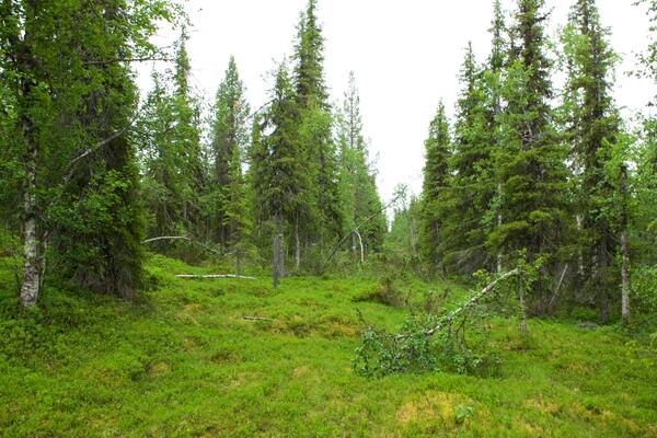 Muddus National Park which includes forest scenes