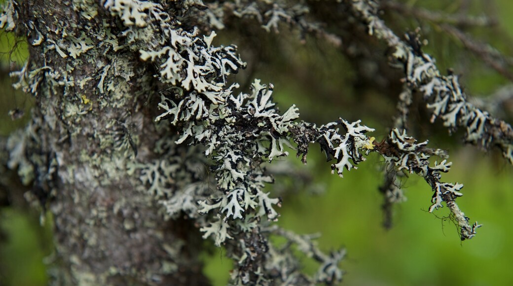 Parc national de Muddus