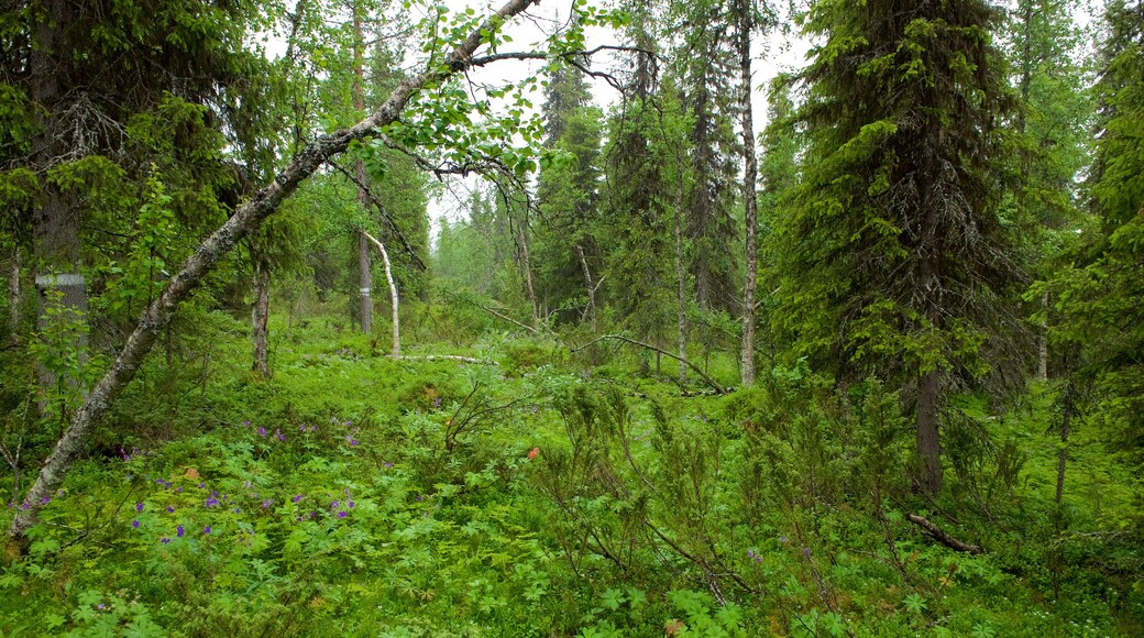 Muddus nasjonalpark som viser skoglandskap