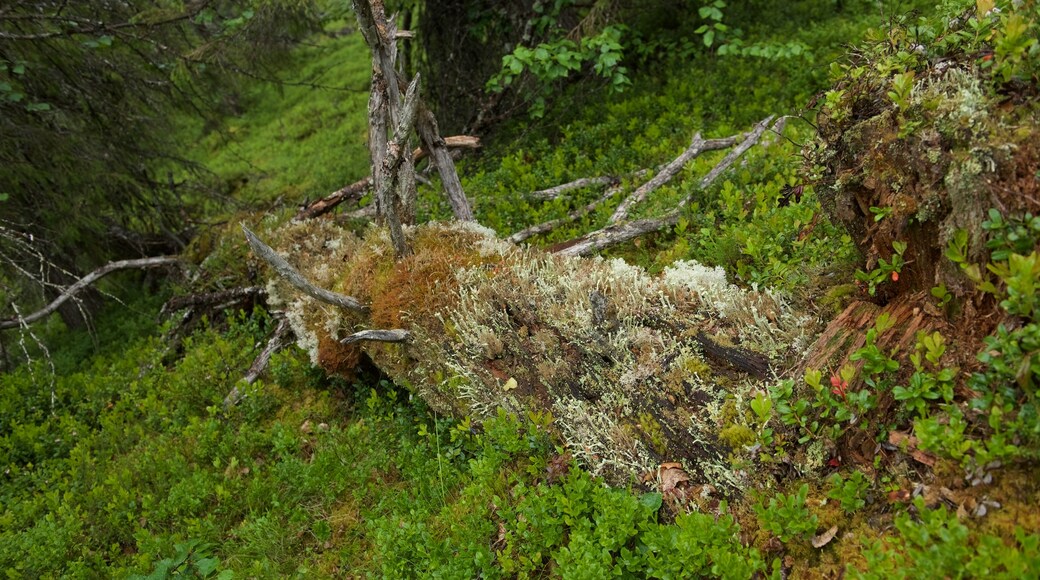 Parc national de Muddus