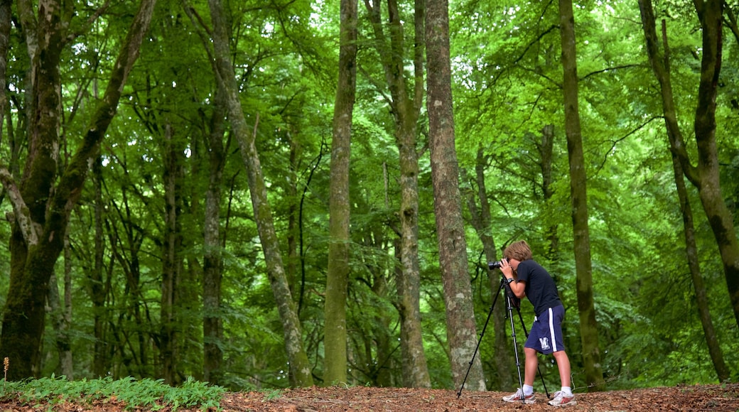 Soriano nel Cimino which includes forests as well as an individual child