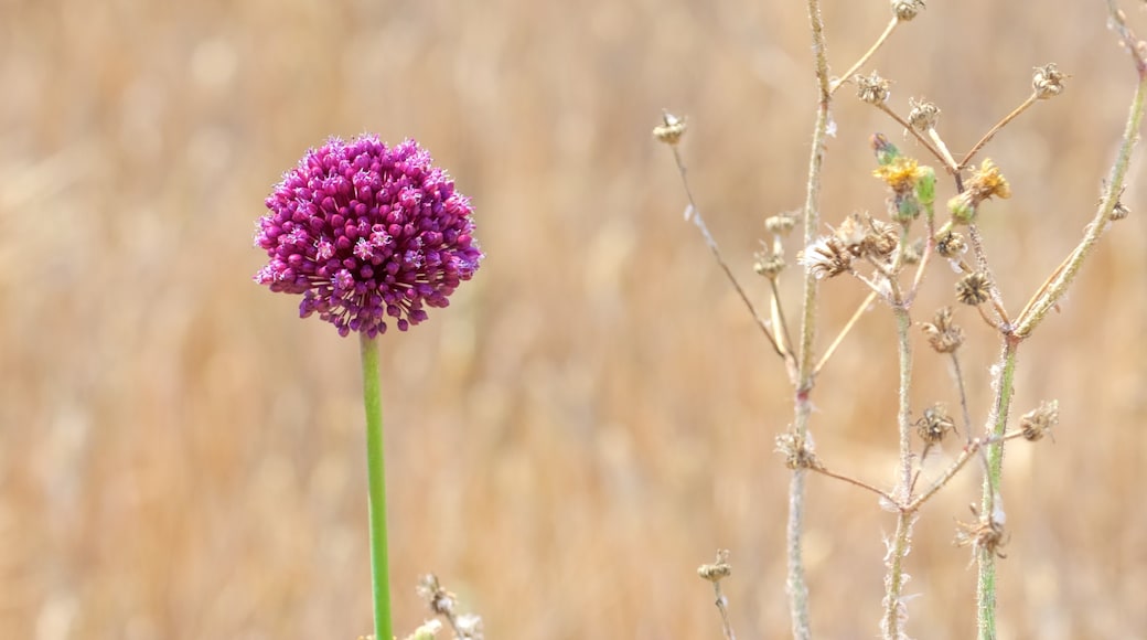 Trulli - Bari bevat bloemen