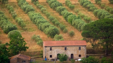 Orte che include terreno coltivato