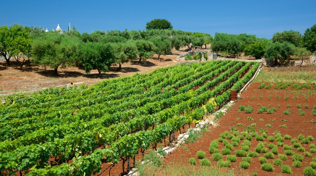 Brindisi showing farmland