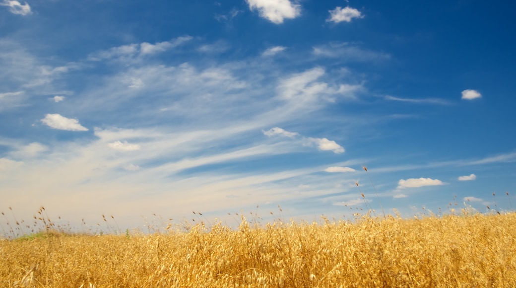 Tarquinia featuring farmland