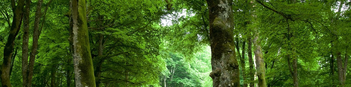 Soriano nel Cimino mit einem Wälder